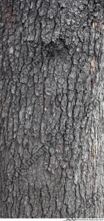wood tree bark 0009